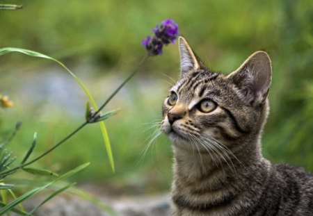 I See It Up There! - fur, animals, legs, mouth, face, purple, stripes, green, rock, wisker, grass, land, head, cat, daylight, day, ears, nature, flower