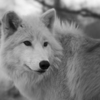 Arctic Wolf