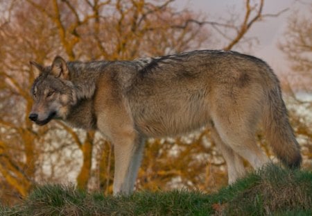 The Lone Hunter - wolfrunning, snow, dog, mythical, the pack, wisdom beautiful, grey wolf, timber, canis lupus, abstract, spirit, friendship, howling, grey, white, nature, arctic, wallpaper, majestic, wolf, canine, pack, wild animal black, wolf wallpaper, winter, wolf pack, quotes, howl, wolves, black, lobo, lone wolf, solitude