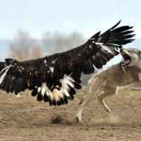 wolf vs eagle