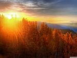 sunset on forest in yosemite hdr