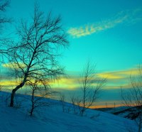 Winter Trees