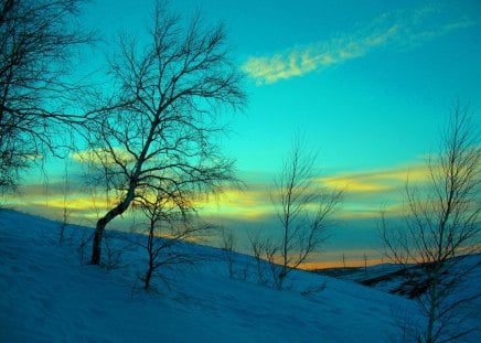 Winter Trees