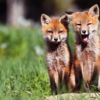 Foxy