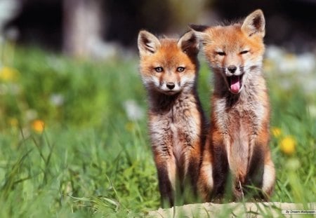 Foxy - fox, cute, sleepy, baby animals