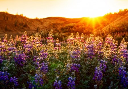 the lupines at sunset - flowers, hills, sunset, rays