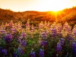 the lupines at sunset