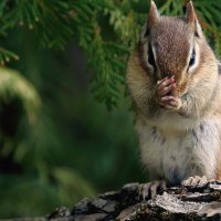 Chipmunk