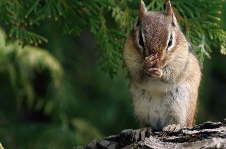 Chipmunk - chipmunk, tree, green, feet