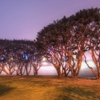 trees by a foggy navy base in san diego