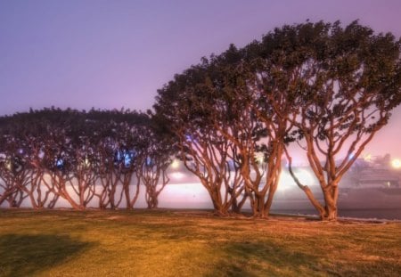 trees by a foggy navy base in san diego - aircraft carrier, trees, fog, lights