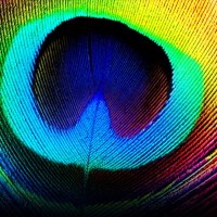 Rainbow Peacock Feather