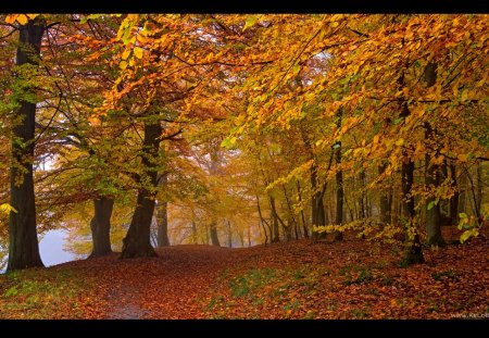 Golden Ceiling - leaves, autumn, golden, trees