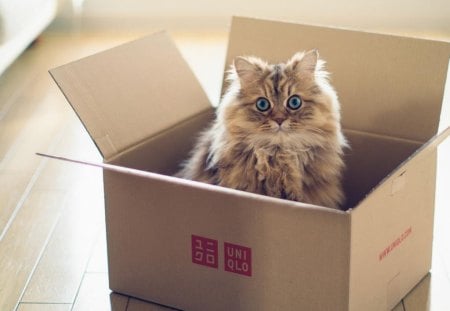 Kitten in the box - cat, adorable, kitty, animals, pet, funny, kitten, box, humor, cute