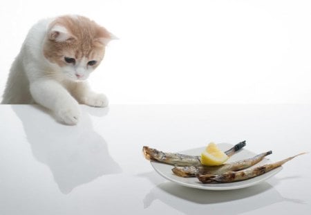 Cute kitty - humor, cat, pet, plate, kitten, funny, cute, adorable, fish, animals, kitty