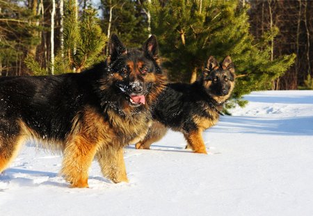 german shepherd dog - german, shepherd, dog, snow