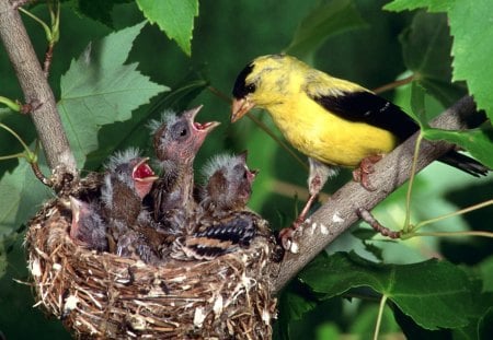 chicks - chicks, tree, bird, branch