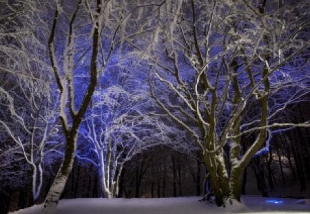 Winter night - winter, night, trees, snow