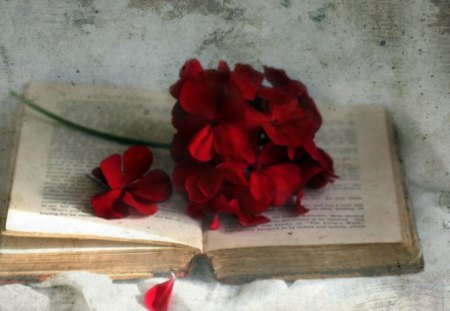 Red roses - delicate, book, rose, petals, soft, flowers, blooms, nature