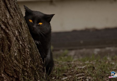 cats - black, cats, tree, dark