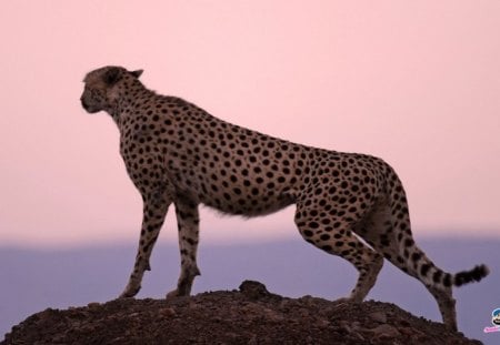 cheetah - cat, cheetah, big, wild