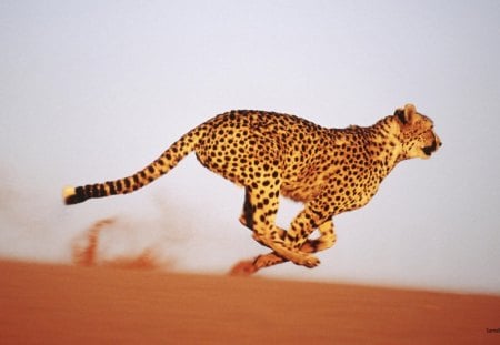 cheetah - cheetah, run, wild, cat