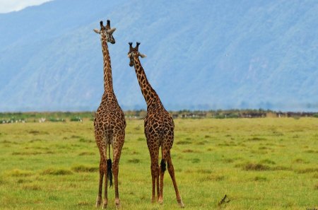 giraffes - savanah, grass, giraffes, wild