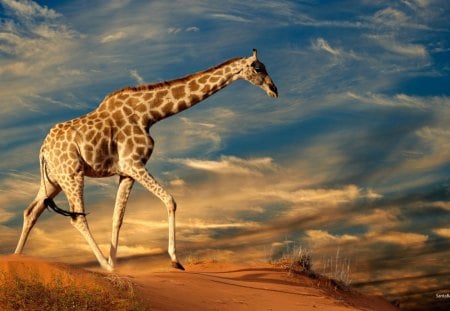 giraffes - clouds, sand, giraffes, wild