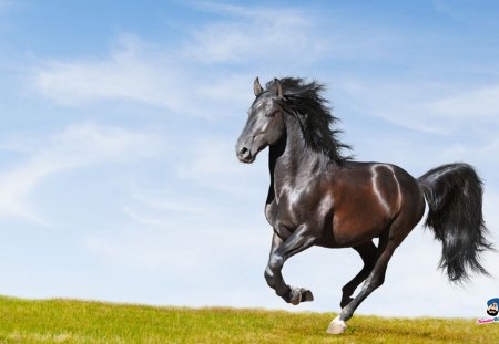 horses - field, grass, horses, sky