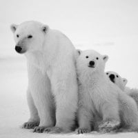 polar bear family