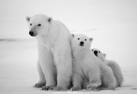 polar bear family - family, bear, ice, polar