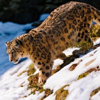 leopards-snow