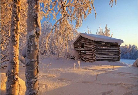 Winter - photo