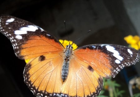 Butterfly - pratap, aditya, sandeep, saurav