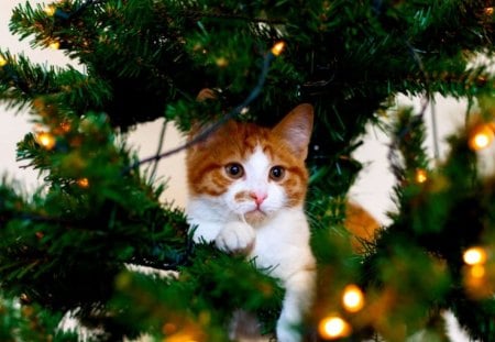 HIDDEN CAT - holiday, lights, hidden, tree, cat