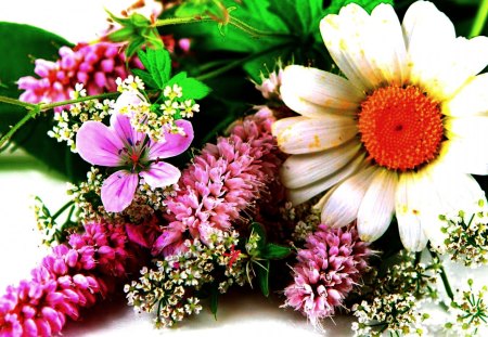 WILD FLOWERS - flowers, chamomile, wild, leaves