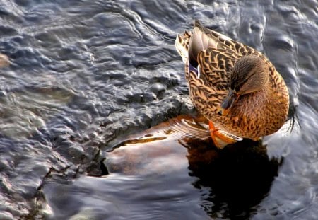 CUTE DUCKLING - ducks, nature, water, birds