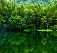 Green forest lake