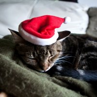 Christmas cat