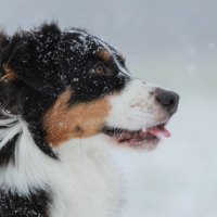 Snow dog