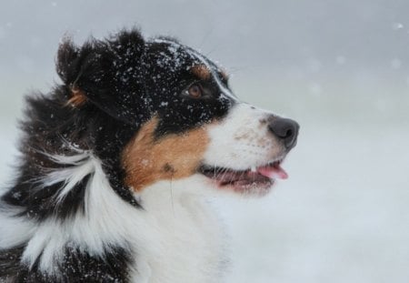 Snow dog - beauty, animals, bubbles, dog face, face, pretty, dog, dogs, cute, puppy, adorable, lovely, pay, playful, beautiful, playful dog, sweet, puppies