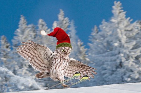 Owl - bird, winter, ski, tree, owl, snow