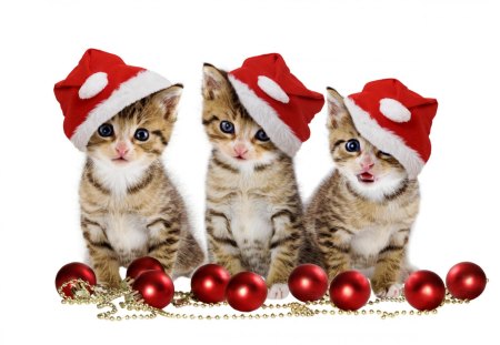 Christmas Cats - animal, cat, christmas, meow