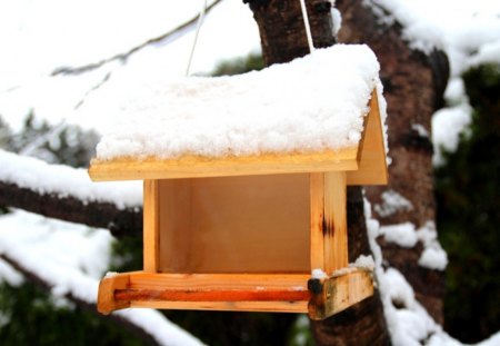 Feeder - bird, feeder, winter, cold, snow, tree