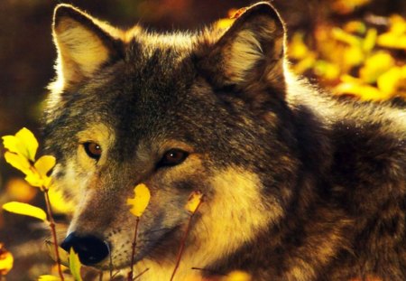 Wolf - field, photo, wolf, animal