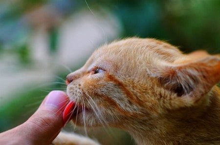 Cat - paws, face, pretty, cute, animals, beauty, beautiful, sweet, cat, kitty, cats, kitten, hat, lovely, cat face