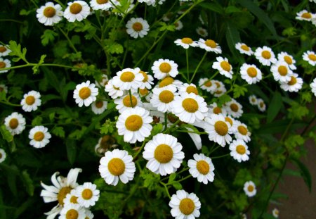 flowers <3 - nature, pretty, park, green, leaves, flowers