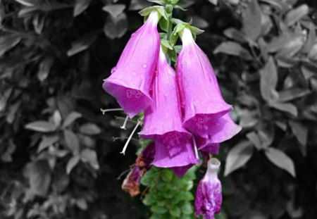 a pink flower , taken in a park - flowers, nature, forest, pink, park, leaves