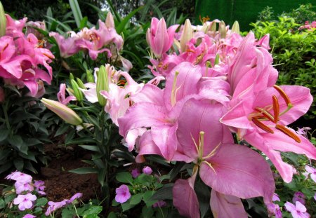 Lilium - beautiful, lilium, pink, scented