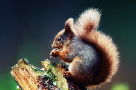 Cute squirrel - animal, eat, forest, squirrel